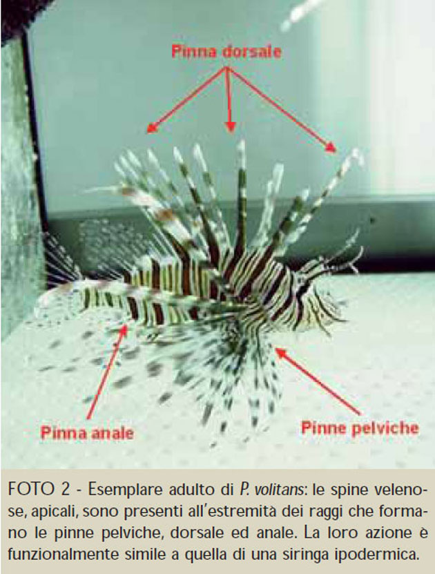 infortuni pesci pterois volitans