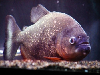 Pesce Piranha PYGOCENTRUS CARIBE