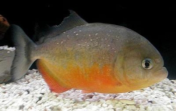 Piranha PYGOCENTRUS PIRAYA Pesce Piranha PYGOCENTRUS PIRAYA
