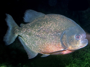Piranha PYGOCENTRUS NATTERERI Pesce Piranha PYGOCENTRUS NATTERERI