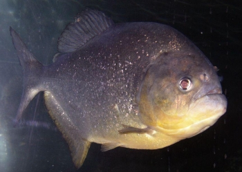 Piranha PYGOCENTRUS TERNETZI Pesce Piranha PYGOCENTRUS TERNETZI