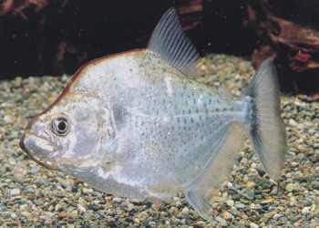 Piranha SERRASALMUS GERYI Pesce Piranha SERRASALMUS GERYI