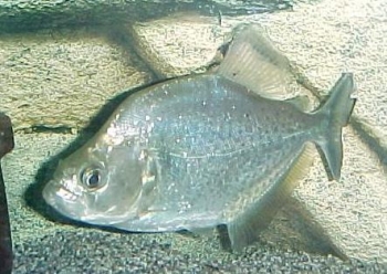 Pesce Piranha SERRASALMUS BRANDTII