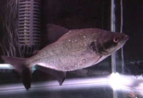 Pesce Piranha SERRASALMUS ELONGATUS