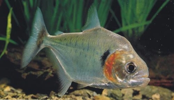 Piranha SERRASALMUS MANUELI Pesce Piranha SERRASALMUS MANUELI