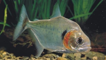 Pesce Piranha SERRASALMUS MANUELI