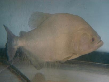 Piranha SERRASALMUS RHOMBEUS Pesce Piranha SERRASALMUS RHOMBEUS