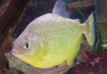 Piranha SERRASALMUS SPILOPLEURA Pesce Piranha SERRASALMUS SPILOPLEURA