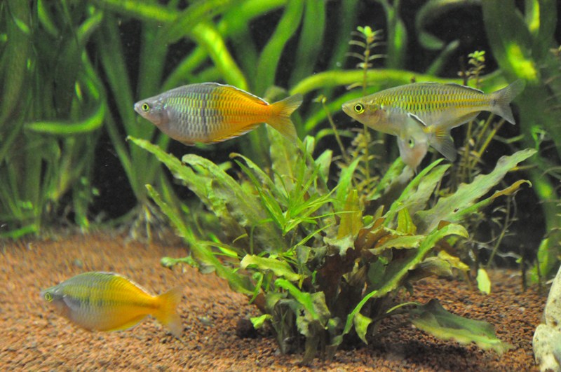 Melanotaenia Boesemani