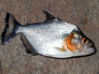 Pesce Piranha SERRASALMUS RHOMBEUS