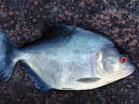 Piranha SERRASALMUS RHOMBEUS Pesce Piranha SERRASALMUS RHOMBEUS