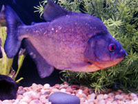 Pesce Piranha SERRASALMUS RHOMBEUS