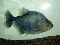 Pesce Piranha SERRASALMUS RHOMBEUS