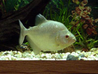 Pesce Piranha SERRASALMUS RHOMBEUS