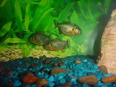 Piranha PYGOCENTRUS CARIBE Pesce Piranha PYGOCENTRUS CARIBE
