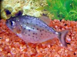 Pesce Piranha PYGOCENTRUS NATTERERI