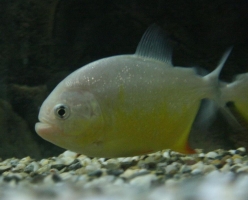 Pesce Piranha PYGOCENTRUS PIRAYA