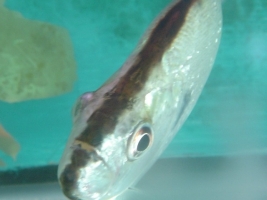 Pesce Piranha SERRASALMUS GERYI