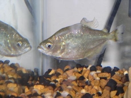 Pesce Piranha SERRASALMUS BRANDTII