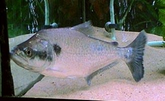 Pesce Piranha SERRASALMUS ELONGATUS