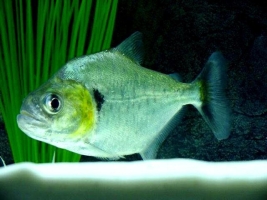 Pesce Piranha SERRASALMUS MANUELI