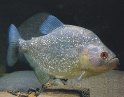 Pesce Piranha SERRASALMUS SPILOPLEURA