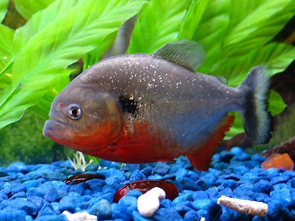 Piranha PYGOCENTRUS CARIBE Pesce Piranha PYGOCENTRUS CARIBE
