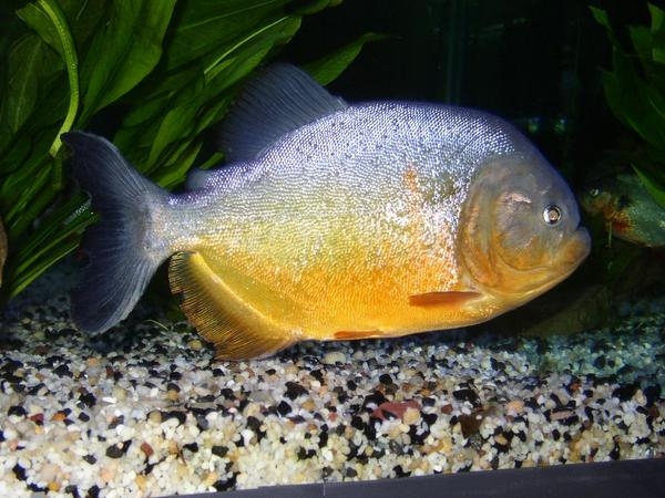 Pesce Piranha PYGOCENTRUS PIRAYA