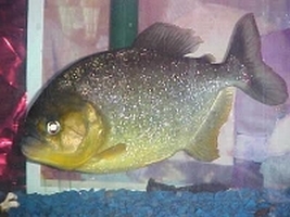 Piranha PYGOCENTRUS TERNETZI Pesce Piranha PYGOCENTRUS TERNETZI