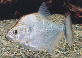 Pesce Piranha SERRASALMUS GERYI