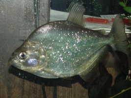 Pesce Piranha SERRASALMUS BRANDTII