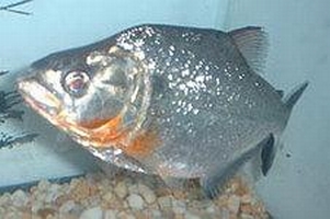 Pesce Piranha SERRASALMUS ELONGATUS