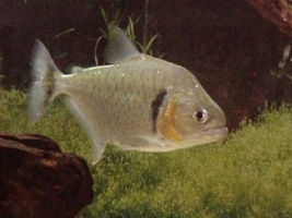 Pesce Piranha SERRASALMUS MANUELI