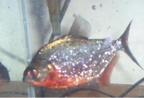 Piranha SERRASALMUS SPILOPLEURA Pesce Piranha SERRASALMUS SPILOPLEURA