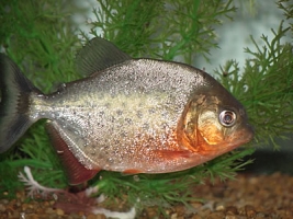 Pesce Piranha PYGOCENTRUS NATTERERI