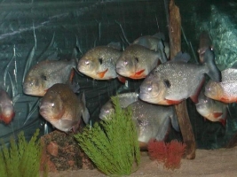 Pesce Piranha PYGOCENTRUS CARIBE