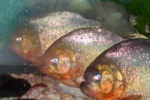 Pesce Piranha PYGOCENTRUS NATTERERI