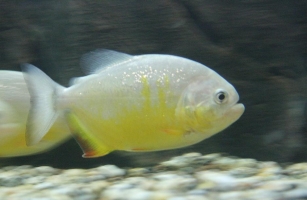 Pesce Piranha PYGOCENTRUS PIRAYA