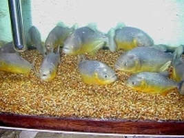 Pesce Piranha PYGOCENTRUS TERNETZI