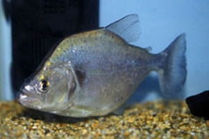 Pesce Piranha SERRASALMUS GERYI