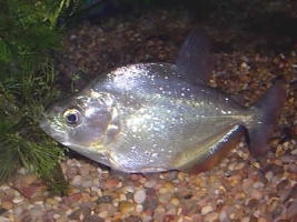 Pesce Piranha SERRASALMUS BRANDTII