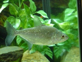 Pesce Piranha SERRASALMUS ELONGATUS