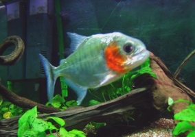 Pesce Piranha SERRASALMUS MANUELI