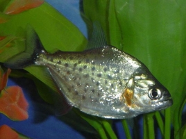 Pesce Piranha SERRASALMUS SPILOPLEURA