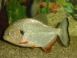 Pesce Piranha PYGOCENTRUS CARIBE
