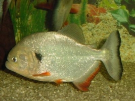 Piranha PYGOCENTRUS CARIBE Pesce Piranha PYGOCENTRUS CARIBE