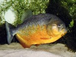 Pesce Piranha PYGOCENTRUS PIRAYA