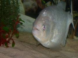 Pesce Piranha PYGOCENTRUS TERNETZI