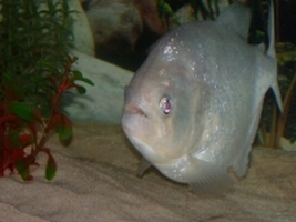 Piranha PYGOCENTRUS TERNETZI Pesce Piranha PYGOCENTRUS TERNETZI