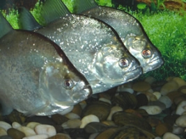 Pesce Piranha SERRASALMUS GERYI